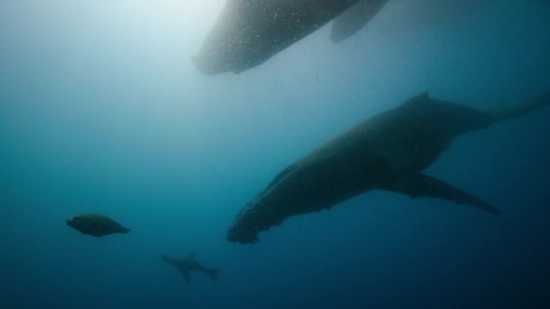 Balene Megattere Megaptera Novaeangliae Foche Pelliccia Callorhinus Ursinus Che Alimentano — Video Stock