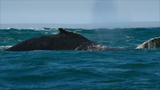 Närbild Knölvalar Megaptera Novaeangliae Som Simmar Havsytan Antarktis — Stockvideo