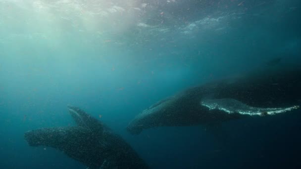 Close Baleias Jubarte Megaptera Novaeangliae Tomar Grandes Bocados Água Prendendo — Vídeo de Stock