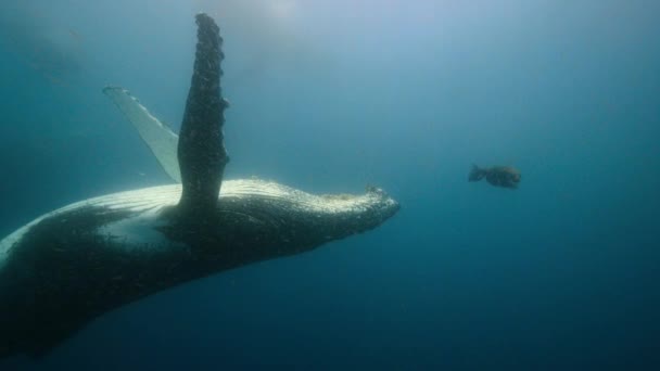 Buckelwale Megaptera Novaeangliae Und Seehunde Callorhinus Ursinus Füttern Gemeinsam Einen — Stockvideo