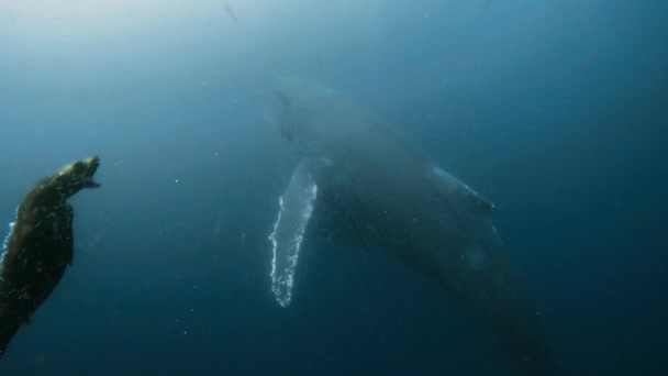 Humpback Whales Megaptera Novaeangliae Fur Seals Callorhinus Ursinus Feeding Swarm — Stock Video