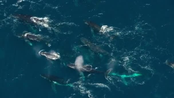 Крупный План Горбатых Китов Megaptera Novaeangliae Плавающих Поверхности Океана Антарктида — стоковое видео
