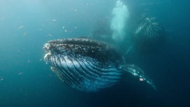 Primer Plano Ballenas Jorobadas Megaptera Novaeangliae Nadando Superficie Del Océano — Vídeo de stock