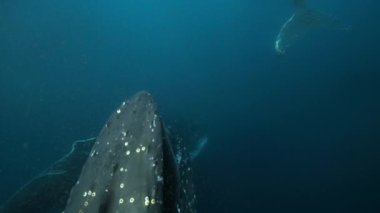 Kambur balinaların (Megaptera novaeangliae) yakınına giderek, krilleri Antarktika 'daki kıllı kıllı elek üzerinde tuzağa düşürür..
