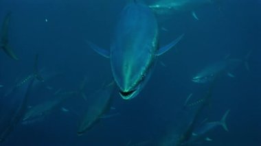 Bir grup Bluefin tunası (Thunnus thynus) denizin altında yiyecek arar..