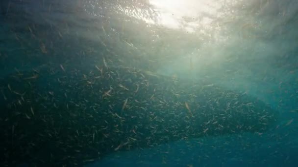 Cerca Las Ballenas Jorobadas Megaptera Novaeangliae Tomar Grandes Bocados Agua — Vídeo de stock