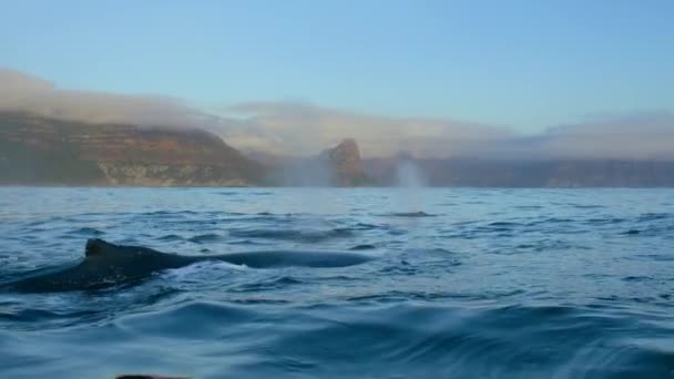 Close Humpback Whales Megaptera Novaeangliae Swimming Surface Ocean Antarctica — Stock Video