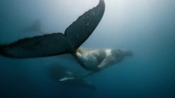 在南极洲海面上游泳的座头鲸 Megaptera Novaeangliae 的特写 — 图库视频影像