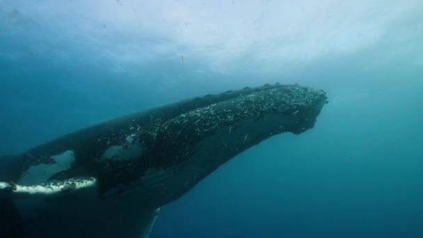 在南极洲海面上游泳的座头鲸 Megaptera Novaeangliae 的特写 — 图库视频影像