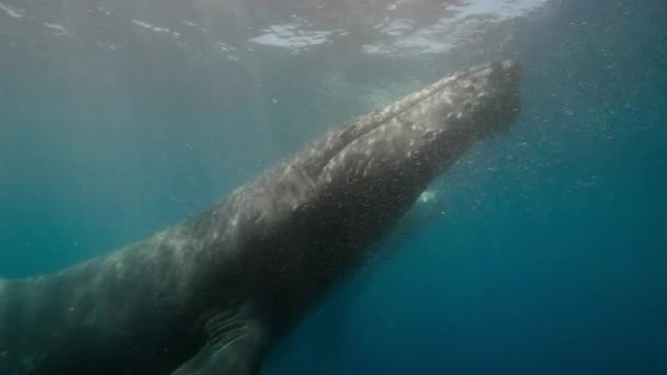 Primer Plano Ballenas Jorobadas Megaptera Novaeangliae Nadando Superficie Del Océano — Vídeos de Stock