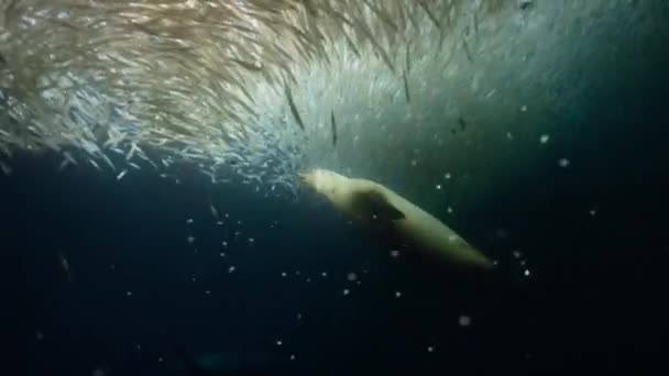 Sjölejon Zalophus Cand Nianus Som Jagar Bläckfisk Loligo Formosana — Stockvideo