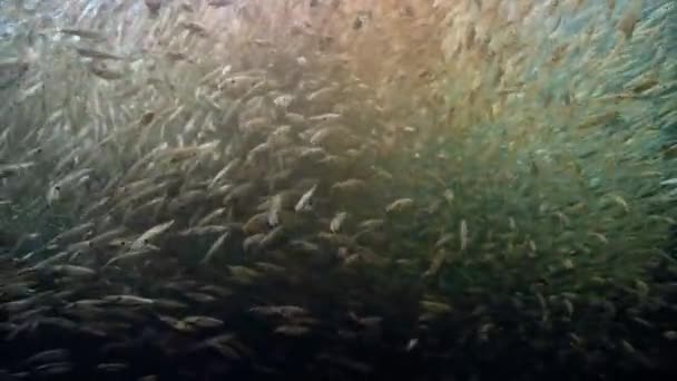 一群乌贼 Loligo Formosana 开始繁殖 并在海底产卵 — 图库视频影像