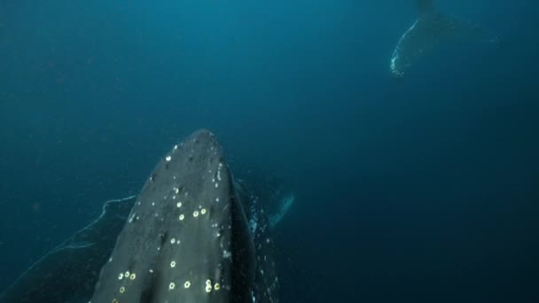 Kambur Balinaların Megaptera Novaeangliae Yakınına Giderek Krilleri Antarktika Daki Kıllı — Stok video