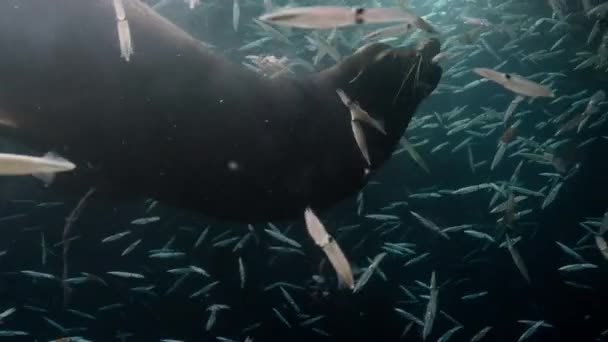 Морские Львы Zalophus Californianus Охотятся Стаю Кальмаров Loligo Formosana — стоковое видео