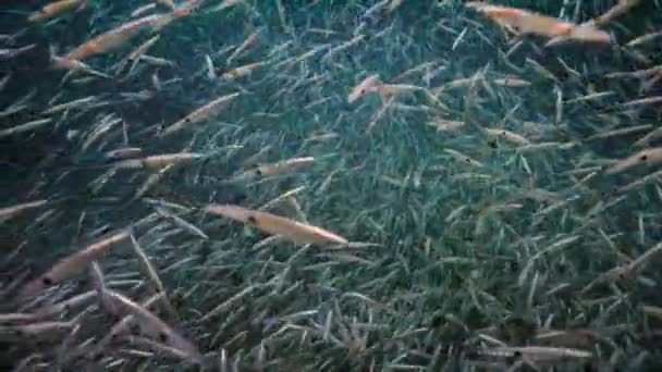 Cardumen Calamares Loligo Formosana Vienen Reproducirse Ponen Sus Huevos Los — Vídeo de stock