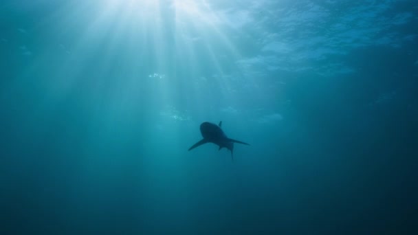 Primer Plano Great White Shark Carcharodon Carcharias Busca Comida Great — Vídeo de stock