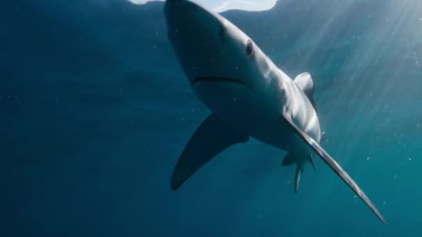 Close Great White Shark Carcharodon Carcharias Procura Comida Great Barrier — Vídeo de Stock