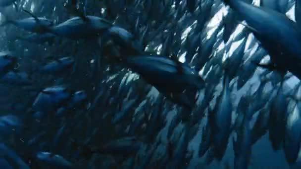 Tuňák Obecný Thunnus Thynnus Loví Pomocí Rybářských Sítí Pod Výhledem — Stock video