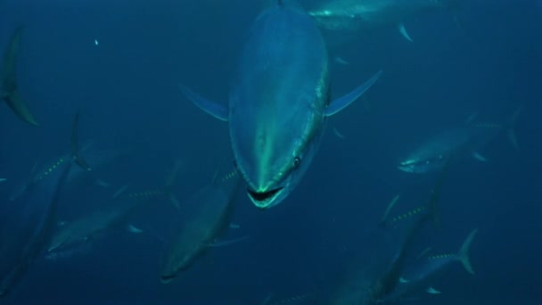 一群蓝鳍金枪鱼 Thunnus Thynnus 在海面下觅食 — 图库视频影像