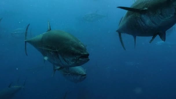 Група Bluefin Tunas Thunnus Thynnus Шукає Їжу Під Поверхнею Моря — стокове відео