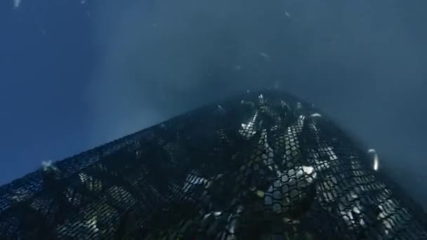 蓝鳍金枪鱼 Thunnus Thynnus 用渔网捕鱼 在水景下 — 图库视频影像