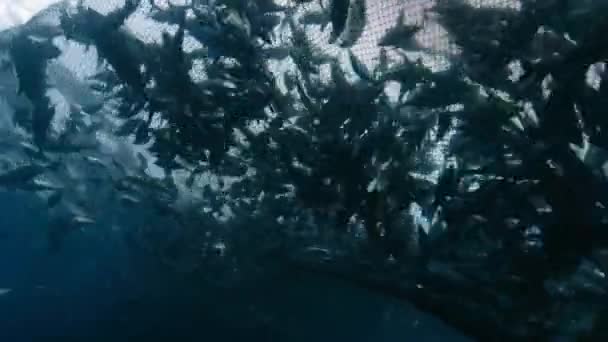 Mavi Yüzgeçli Ton Balığı Thunnus Tinus Balık Ağlarıyla Avlanır Altında — Stok video