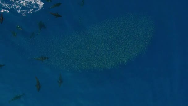 Tuňák Obecný Thunnus Thynnus Lovící Hejno Sardelí — Stock video