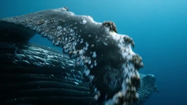 Nahaufnahme Von Buckelwalen Megaptera Novaeangliae Die Auf Der Oberfläche Des — Stockvideo