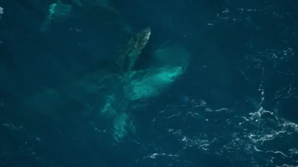座头鲸 Megaptera Novaeangliae 的特写镜头捕捉到了大量的水 把磷虾夹在毛茸茸的刚毛上 南极洲 — 图库视频影像