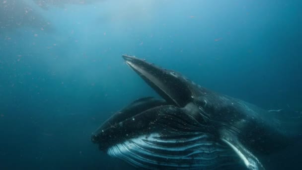 Cerca Las Ballenas Jorobadas Megaptera Novaeangliae Tomar Grandes Bocados Agua — Vídeos de Stock
