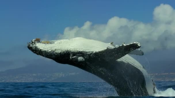 Close Baleias Jubarte Megaptera Novaeangliae Nadando Superfície Oceano Antártida — Vídeo de Stock