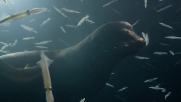 Singa Laut Zalophus Californianus Memburu Kawanan Cumi Cumi Loligo Formosana — Stok Video