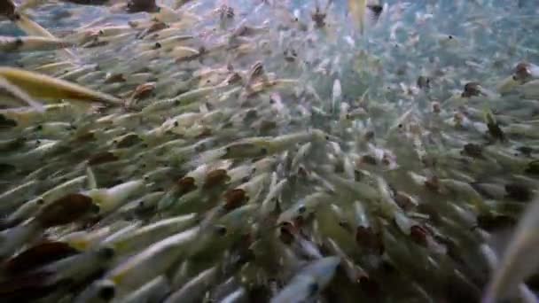 Ein Schwarm Tintenfische Loligo Formosana Kommt Zum Brüten Und Legt — Stockvideo