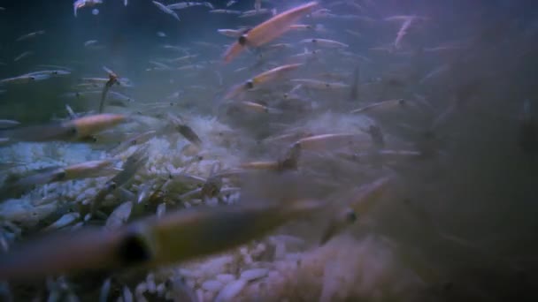 海底ではイカ ロリゴ フォルモサーナ が繁殖して卵を産む — ストック動画