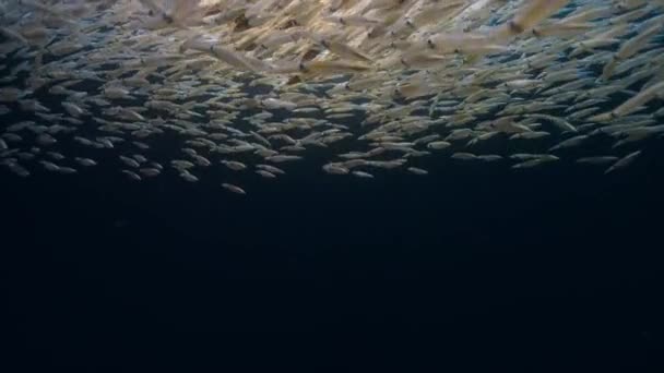 Ein Schwarm Tintenfische Loligo Formosana Kommt Zum Brüten Und Legt — Stockvideo