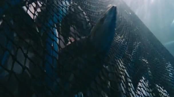 Mavi Yüzgeçli Ton Balığı Thunnus Tinus Balık Ağlarıyla Avlanır Altında — Stok video
