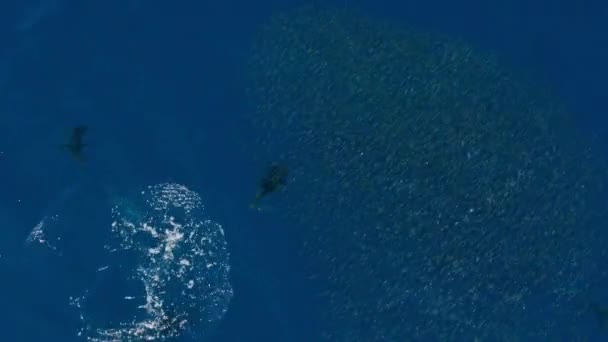 Mavi Yüzgeçli Tunalar Thunnus Tinus Bir Ançüez Sürüsünü Avlarlar — Stok video