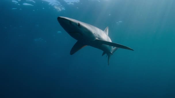 Primer Plano Great White Shark Carcharodon Carcharias Busca Comida Great — Vídeos de Stock