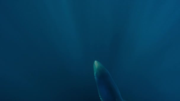 Крупный План Большой Белой Акулы Carcharodon Carcharias Поисках Пищи Большой — стоковое видео
