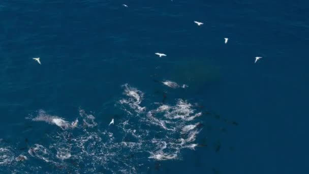 蓝鳍金枪鱼 Thunnus Thynnus 捕猎一群凤尾鱼 — 图库视频影像