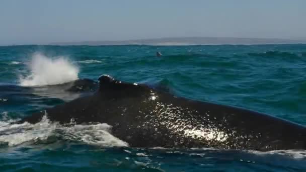 Primer Plano Ballenas Jorobadas Megaptera Novaeangliae Nadando Superficie Del Océano — Vídeo de stock