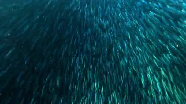 Мілководних Морях Великий Бар Єрний Риф Австралія Розкинулися Величезні Мілини — стокове відео