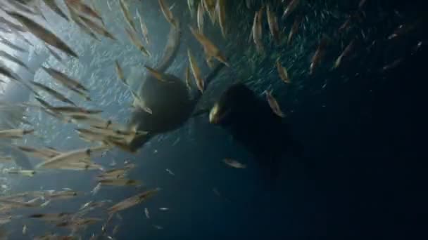 Zeeleeuwen Zalophus Californianus Jagen Een School Inktvissen Loligo Formosana — Stockvideo