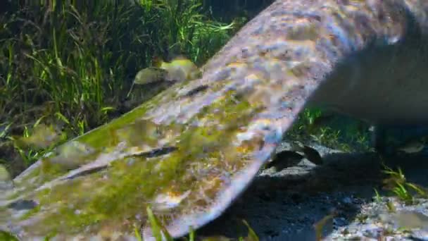 Манатес Trichechus Inungis Виграє Великій Кількості Прісноводних Рослин Річках Північної — стокове відео