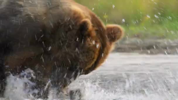 Alaski Niedźwiedzie Brunatne Ursus Arctos Gyas Czekają Łososie Przy Wodospadach — Wideo stockowe