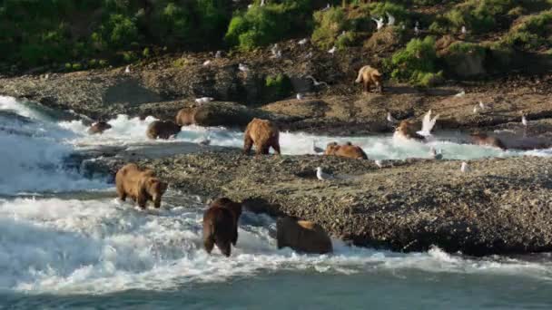 Osos Pardos Alaska Ursus Arctos Gyas Esperan Salmones Las Cascadas — Vídeos de Stock