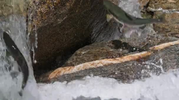 Zeitlupe Des Pazifischen Lachses Oncorhynchus Gorbuscha Springt Wasserfälle Hinauf Ihre — Stockvideo