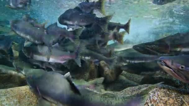 北米の川に卵を産むためにトレントと泳ぐ太平洋サーモン オンコリンカスゴルバスチャ の閉鎖 — ストック動画