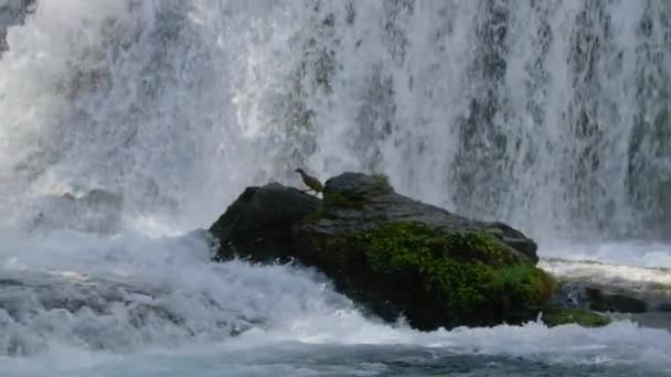 Torrent Ördeği Merganetta Armata Güney Amerika Daki Dağları Nın Yüzeyinden — Stok video