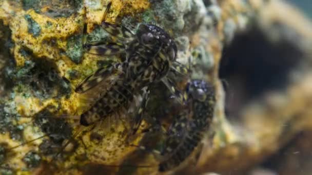 Primer Plano Las Larvas Stonefly Mayfly Plecoptera Tienen Branquias Con — Vídeo de stock